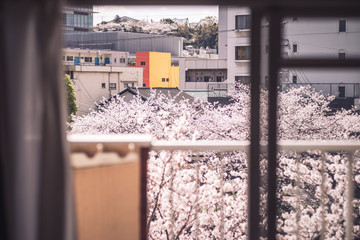 桜の見える部屋