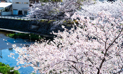 桜