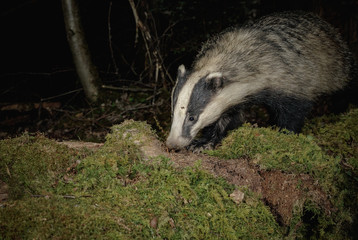 Hungry badger