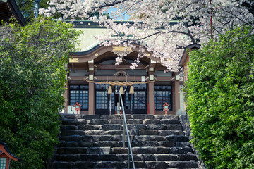 神社と桜 - obrazy, fototapety, plakaty