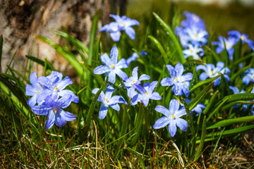 Closeup of blooming blue scilla luciliae flowers with raindrops in sunny day. First spring bulbous plants. Selective focus with bokeh effect.