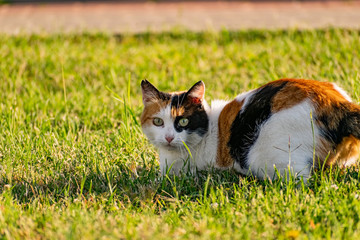 Tricolor young cat on a green grassy lawn of the lawn, resting and playing with a fish, jumping and frolicing in the sun