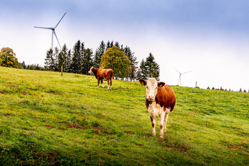 Wind turbine, cow, meadow and trees. Cattle grazing on the meadow with wind turbine and tress in...