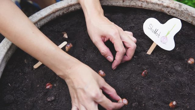 Closeup of a woman's hand planting shallot. woman's farmer hand planting shallot seeds in the garden. Seedling or Bud of Shallot growing from Soil .