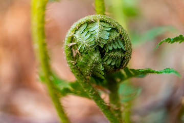Königsfarn Farnwedel ausrollen Osmunda regalis Bischofsstab Osmundaceae Rispenfarngewächse...