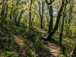A trail in a green forest runs between trees on a sunny day with a blue sky.