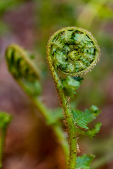 K&ouml;nigsfarn Farnwedel ausrollen Osmunda regalis Bischofsstab Osmundaceae Rispenfarngew&auml;chse Sporangien Spirale Symbol Sinnbild Kraft leben Sprie&szlig;en Wachstum Energie Fr&uuml;hling Jahrezeiten Zyklus
