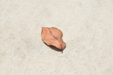 Brown frame dried leaves On the cement ground in the hot season