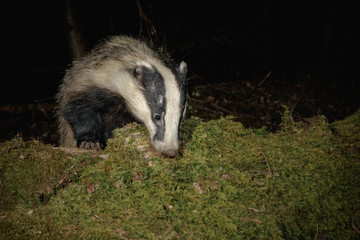 Powefull badger out foraging at night