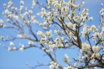 branch of cherry blossom over blue sky in spring