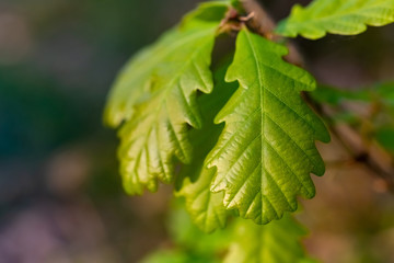 Eiche Blätter Laub Quercus Baum Trieb Frühling frisch transparent Gegenlicht Sonne grün Details...