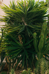 Green leaves of palm tree near cactus