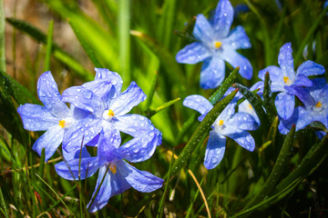 Closeup of blooming blue scilla luciliae flowers with raindrops in sunny day. First spring bulbous plants. Selective focus with bokeh effect.