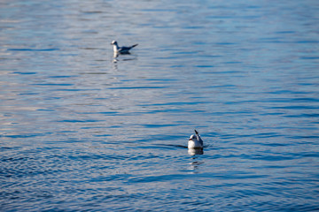 Seagull bird floats, calm Vistonida lake blue water, Porto Lagos, Xanthi region, Northern Greece, contrast image, beautiful nature, wildlife moment. Blurred silhouette of another animal in background