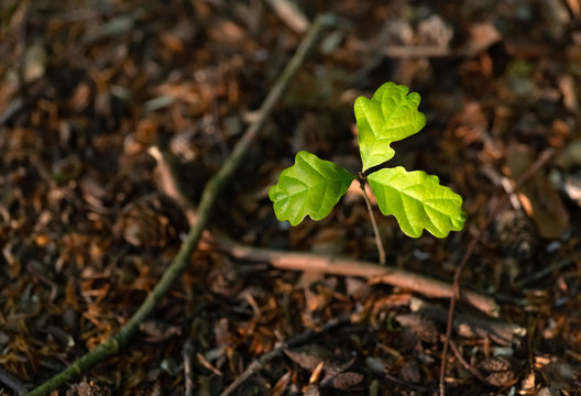 Eiche Trieb Spross Quercus Bl&auml;tter Laub frisch Gr&uuml;n Wald Symbol Nahaufnahme Details Kontrast Kraft Leben Sinnbild Hintergrund Deutschland Natur Eichel Samen Keim Wurzel Wachstum gedeihen Sauerland 