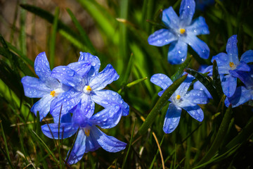 Closeup of blooming blue scilla luciliae flowers with raindrops in sunny day. First spring bulbous plants. Selective focus with bokeh effect.