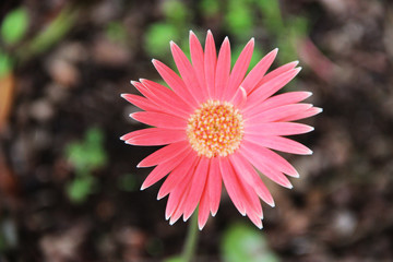 Obraz premium SW - FLORES 117