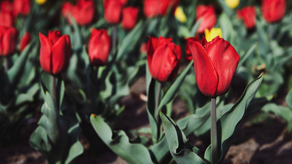 Beautiful red tulips in the garden on sunny day. Flowers planting in the city. Wide format photo. Blurred photo.