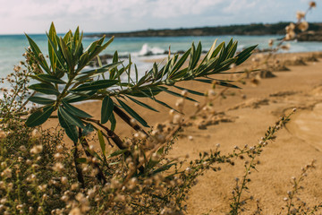 selective focus of green leaves on plants near mediterranean sea