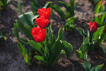 Three beautiful tulips in the garden on sunset. Flowers planting. Floral background.