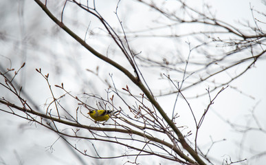 Goldfinch in the budding tree branches