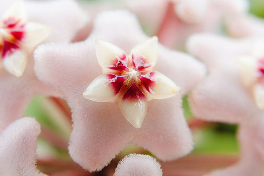 Star shape flower, Hoya Carnosa, also known as porcelain flower or wax plant. Macro photo on the flower.