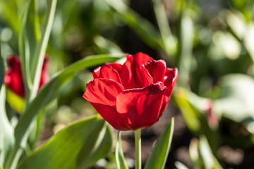Gouda, South Holland/the Netherlands - April 27 2020: Bright red tulip bading in sunlight shot with a macro lens and shallow depth of field giving blurry effects