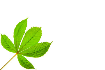 Naklejka na ściany i meble chestnut leaf on a white background. greens close up