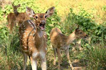 wildlife in Jim corbett tiger reserve forest