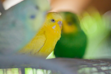 Wellensittich (Melopsittacus undulatus) als Haustier