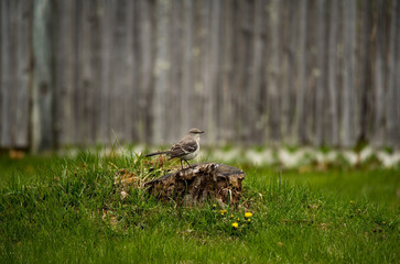 Northern mockingbird sitting on the tree stump in the middle of the grass glade