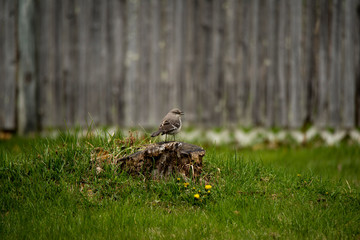 Northern mockingbird sitting on the tree stump in the middle of the grass glade