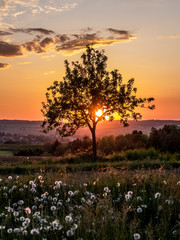 Baum und Pusteblumen im Sonnenuntergang