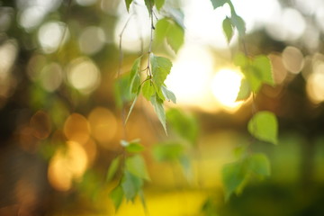 Young birch tree leaves on the branches. Spring garden with sun at sunset. Selective focus. Natural...