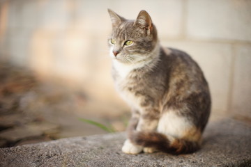 Tricolor ash kitty sitting on the stone floor outdoors, cat relax, side view.