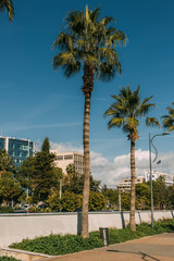 Sunshine on green palm trees near buildings in city
