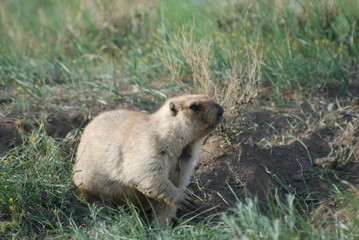 Marmot in the steppe.  Baibak, or Babak, or common (steppe) marmot (Marmota bobak) - a rodent from...