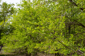 Background of tree branches with green leaves.