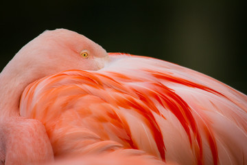 Fototapeta premium Rosaflamingo (Phoenicopterus roseus) in der Camargue, Frankreich