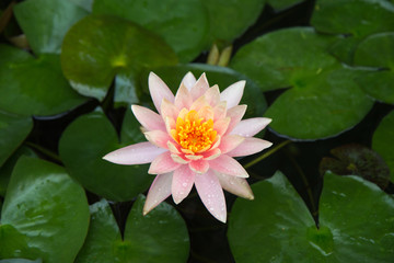 large pink water Lily flower in a pond. petals with water drops