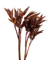 Obraz premium young sprouts from a peony bush. on white background
