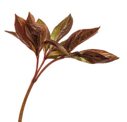 young sprouts from a peony bush. on white background