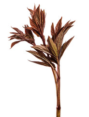 young sprouts from a peony bush. on white background