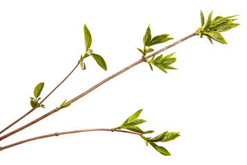 Lilac bush branch with small green leaves. on white background