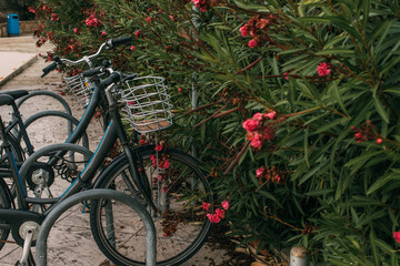 Fototapeta na wymiar selective focus of bicycle near blossoming flowers