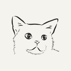 domestic cat, realistic vector sketch illustration, the sign of the cat