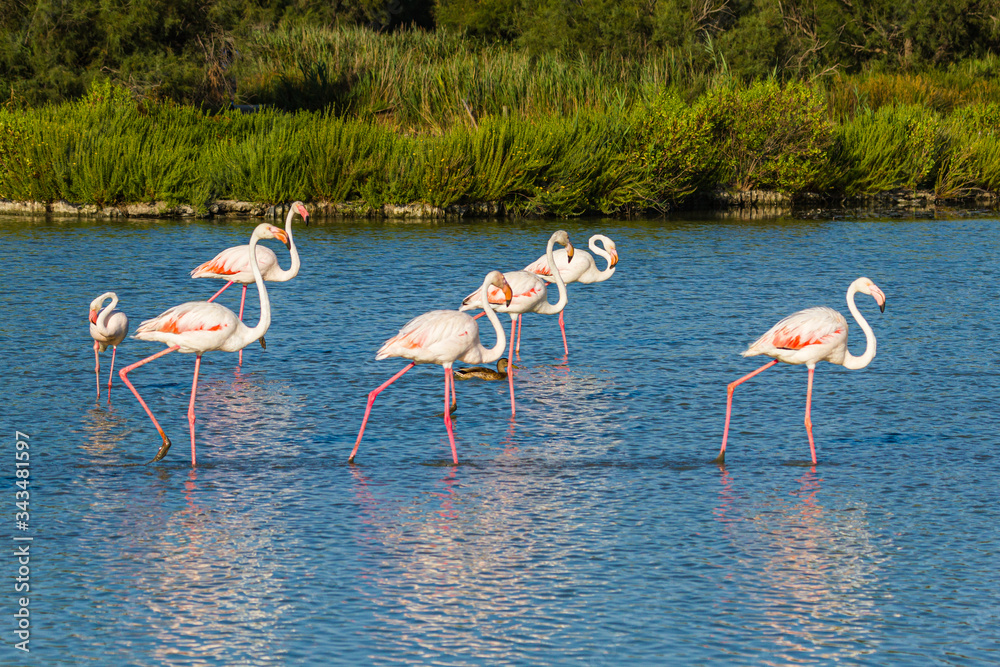 Sticker Rosaflamingo (Phoenicopterus roseus) in der Camargue, Frankreich