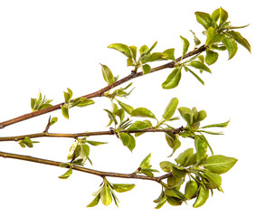 pear tree branch with small green leaves. on white background