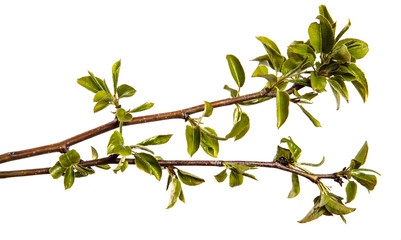 pear tree branch with small green leaves. on white background