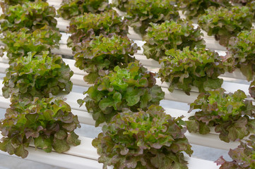 Red leaf lettuce in hydroponic farm.